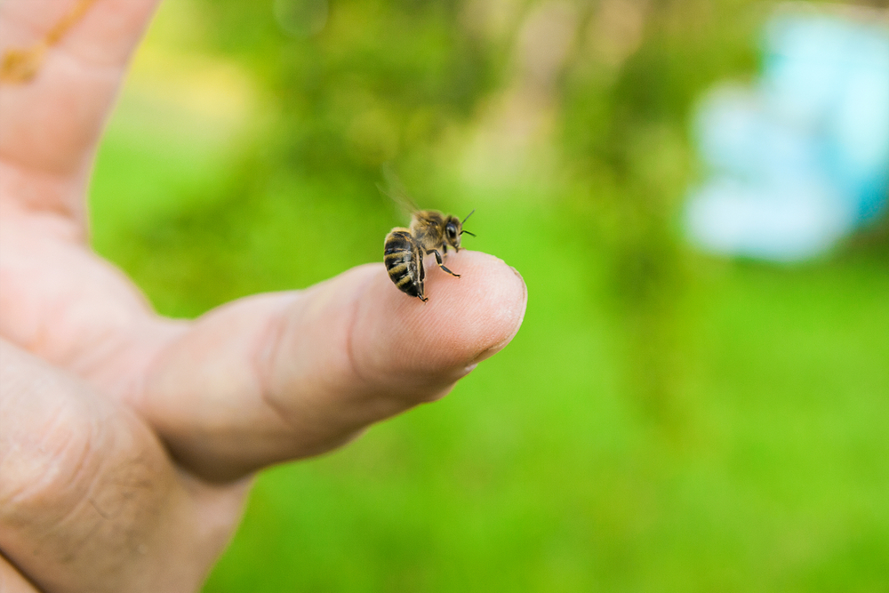Punture di api, per le persone allergiche esiste un vaccino