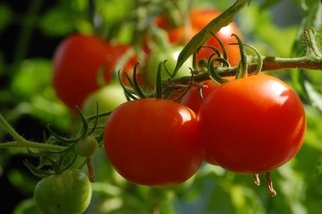 I pomodori fanno bene