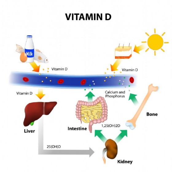 Il ciclo della vitamina D
