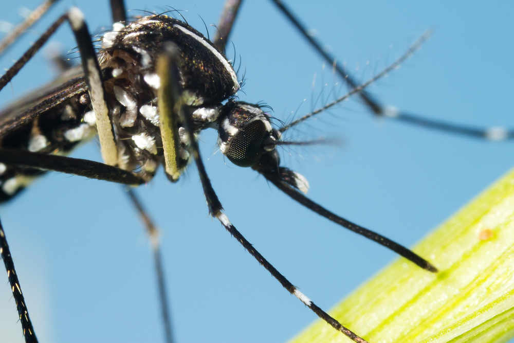 Viaggi e infezioni: attenzione alle zanzare