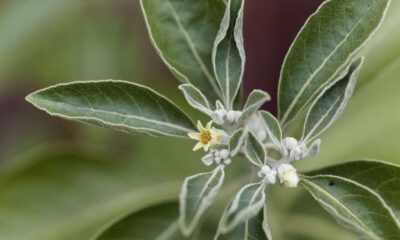 Ashwagandha - Withania somnifera