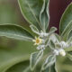 Ashwagandha - Withania somnifera