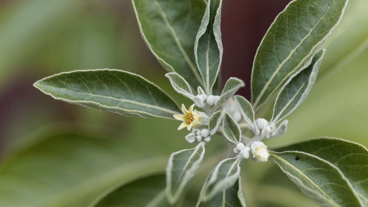 Ashwagandha - Withania somnifera